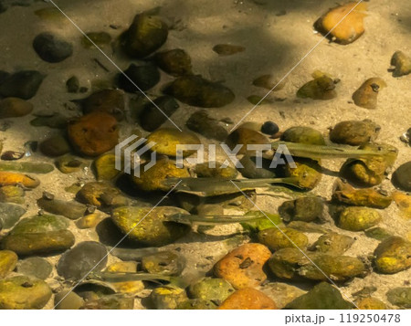 清流の魚 119250478