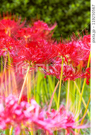 曼珠沙華の紅 119250567