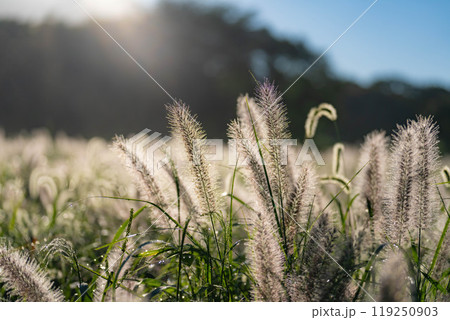 【植物素材】朝日を浴びるチカラシバ【静岡県】 119250903