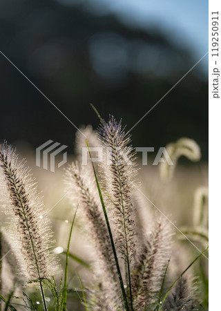 【植物素材】朝日を浴びるチカラシバ【静岡県】 119250911