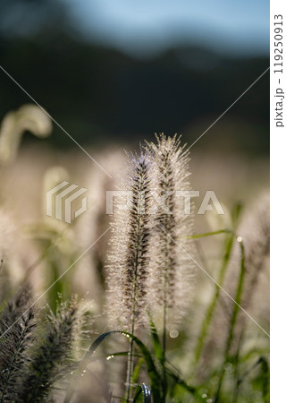 【植物素材】朝日を浴びるチカラシバ【静岡県】 119250913