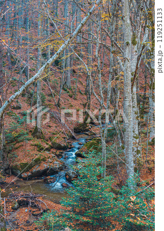 River in the autumn forest in the Rila mountains near Bachevo, Bulgaria 119251133