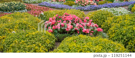 Pink begonia, yellow coleus and other flowers in the garden, landscape design 119251144