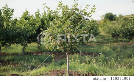 Grafted fruit tree. Generative AI Grafted fruit tree. Generative AI 119251901