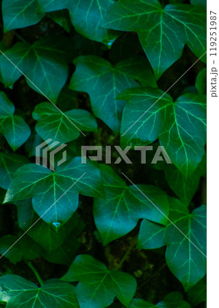 Ivy leaves. Green leafy background. Ivy leaves. Green leafy background. 119251987