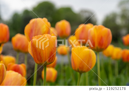 Yellow red tulip flower background Petal bud Yellow red tulip flower background Petal bud 119252178