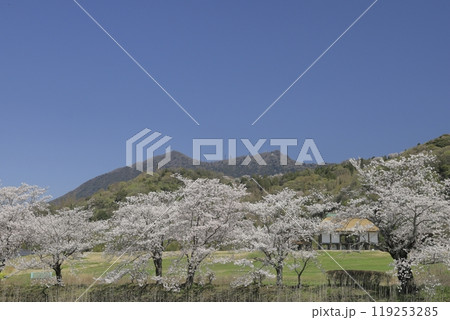 雲一つない快晴の青空をバックに茨城県の北条大池（ほうじょうおおいけ）隣の蓮池から望む満開の桜と筑波山 119253285