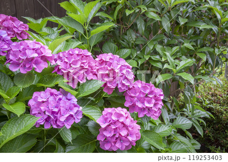 赤いあじさい 119253403