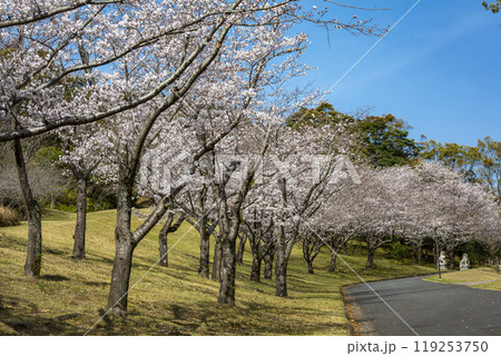 桜と遊歩道 桜と遊歩道 119253750