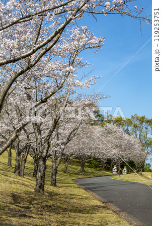 桜と遊歩道 119253751
