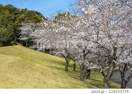 桜と遊歩道 119253754