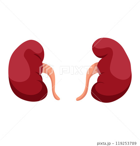 Internal human body organ - kidneys, info poster. Medical anatomy infographic element. Medicine concept, healthcare. Vector illustration 119253789