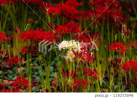 赤羽緑地公園 彼岸花風景 赤羽緑地公園 彼岸花風景 119253846
