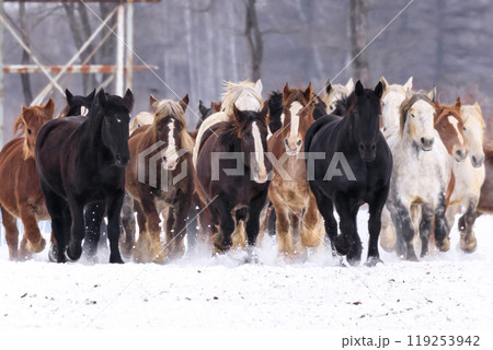北海道音更町、馬の運動不足解消や妊娠馬の難産を防ぐ「馬追い運動」【1月】 119253942