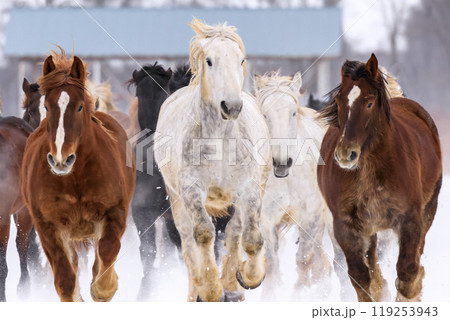 北海道音更町、馬の運動不足解消や妊娠馬の難産を防ぐ「馬追い運動」【1月】 119253943