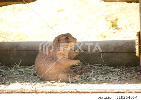 いしかわ動物園のオグロプレーリードッグ いしかわ動物園のオグロプレーリードッグ 119254654