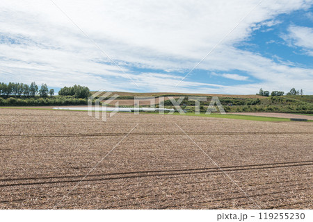【富良野市 玉葱の収穫とトラクター】 【富良野市 玉葱の収穫とトラクター】 119255230