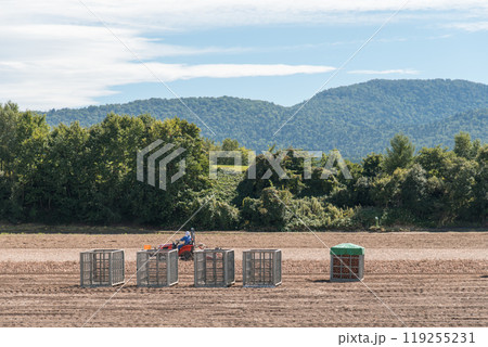 【富良野市　玉葱の収穫とトラクター】 119255231