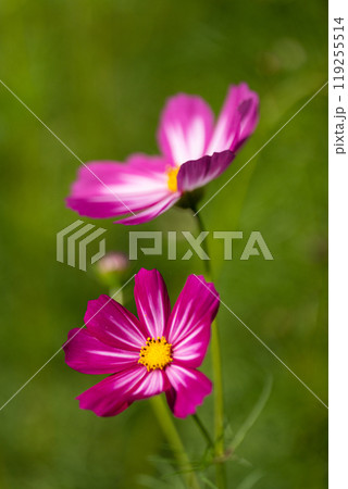 満開のコスモスの花びらのクローズアップ 満開のコスモスの花びらのクローズアップ 119255514