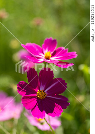 満開のコスモスの花びらのクローズアップ 満開のコスモスの花びらのクローズアップ 119255515
