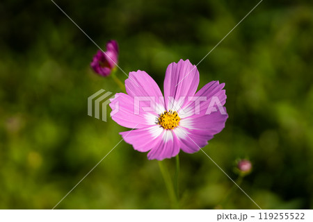 満開のコスモスの花びらのクローズアップ 119255522