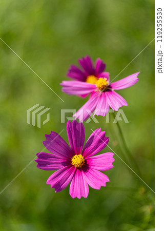 満開のコスモスの花びらのクローズアップ 119255530