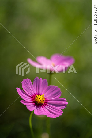 満開のコスモスの花びらのクローズアップ 満開のコスモスの花びらのクローズアップ 119255537