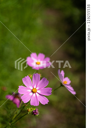 満開のコスモスの花びらのクローズアップ 満開のコスモスの花びらのクローズアップ 119255538