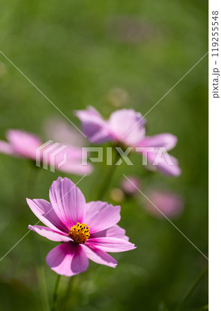 満開のコスモスの花びらのクローズアップ 満開のコスモスの花びらのクローズアップ 119255548