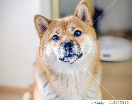 Cute red Shiba inu dog is sleeping on the bed in the bedroom Cute red Shiba inu dog is sleeping on the bed in the bedroom 119255556