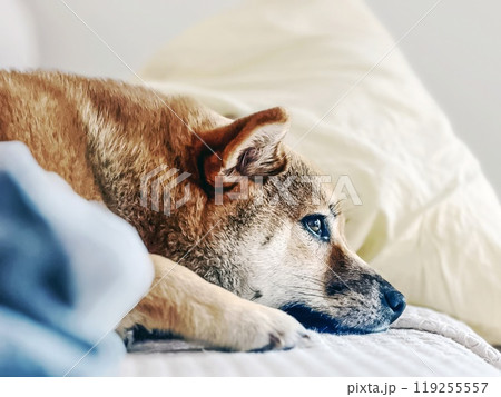 Cute red Shiba inu dog is sleeping on the bed in the bedroom Cute red Shiba inu dog is sleeping on the bed in the bedroom 119255557