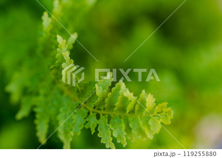 緑の葉のアップ 119255880