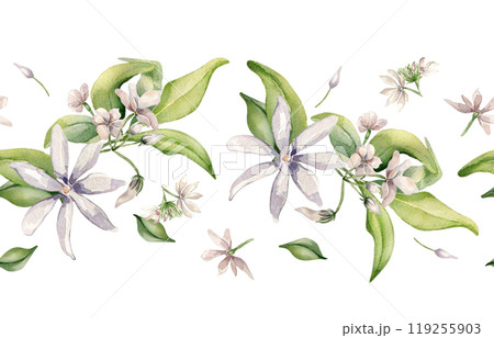 Jasmine flowers watercolor seamless border isolated on white. Floral repeat texture in soft pink tones in botanical style hand drawn. Bloom of jasmine, leaves, buds levitate painted for design. Jasmine flowers watercolor seamless border isolated on white. Floral repeat texture in soft pink tones in botanical style hand drawn. Bloom of jasmine, leaves, buds levitate painted for design. 119255903