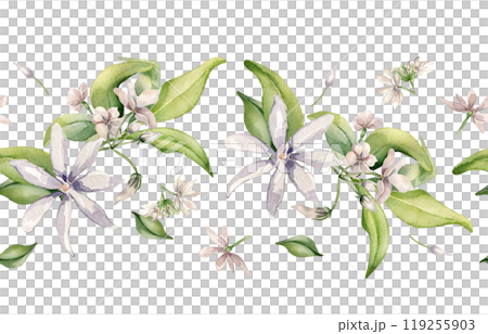 Jasmine flowers watercolor seamless border isolated on white. Floral repeat texture in soft pink tones in botanical style hand drawn. Bloom of jasmine, leaves, buds levitate painted for design. Jasmine flowers watercolor seamless border isolated on white. Floral repeat texture in soft pink tones in botanical style hand drawn. Bloom of jasmine, leaves, buds levitate painted for design. 119255903
