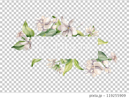 Floral border with jasmine blooms in watercolor illustration isolated. White flower gardenia botanical style hand drawn. Frame of jasmine, buds, leaves painted for design label, package, invitation. Floral border with jasmine blooms in watercolor illustration isolated. White flower gardenia botanical style hand drawn. Frame of jasmine, buds, leaves painted for design label, package, invitation. 119255909