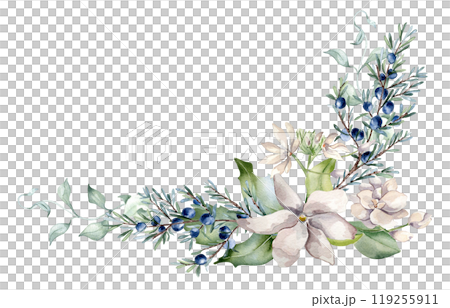 Jasmine pink flowers and juniper branch watercolor illustration isolated. Corner floral arrangement in soft tones in botanical style hand drawn. Blooms and coniferous plants for wedding, Christmas. 119255911