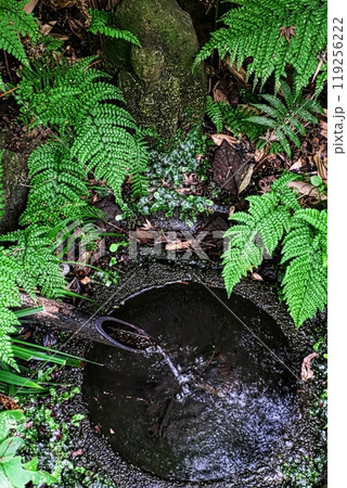 鎌倉瑞泉寺の苔むした石手水手水 鎌倉瑞泉寺の苔むした石手水手水 119256222
