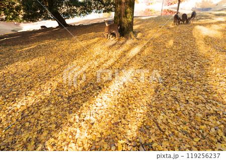 晩秋の奈良市の奈良公園周辺の紅葉の中鹿を撮影 119256237