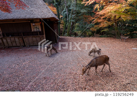 晩秋の奈良市の奈良公園周辺の紅葉の中鹿を撮影 晩秋の奈良市の奈良公園周辺の紅葉の中鹿を撮影 119256249