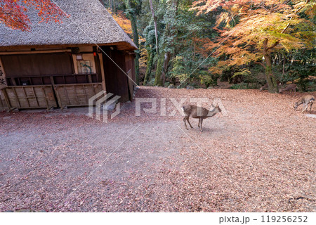 晩秋の奈良市の奈良公園周辺の紅葉の中鹿を撮影 晩秋の奈良市の奈良公園周辺の紅葉の中鹿を撮影 119256252