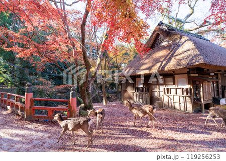 晩秋の奈良市の奈良公園周辺の紅葉の中鹿を撮影 119256253