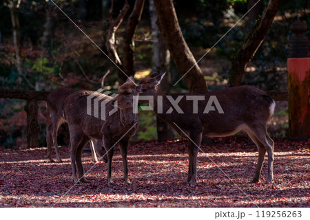 晩秋の奈良市の奈良公園周辺の紅葉の中鹿を撮影 晩秋の奈良市の奈良公園周辺の紅葉の中鹿を撮影 119256263