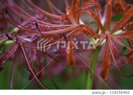 曼殊沙華 曼殊沙華 119256402