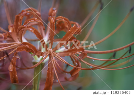 彼岸花 彼岸花 119256403