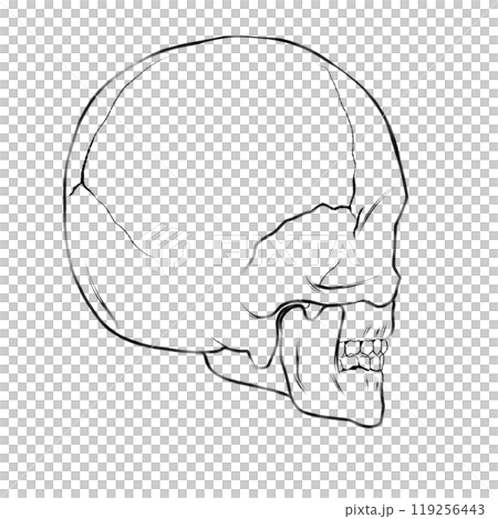 骸骨の線画 119256443