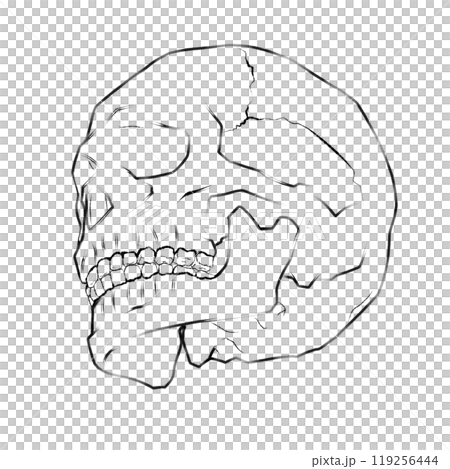 骸骨の線画 119256444