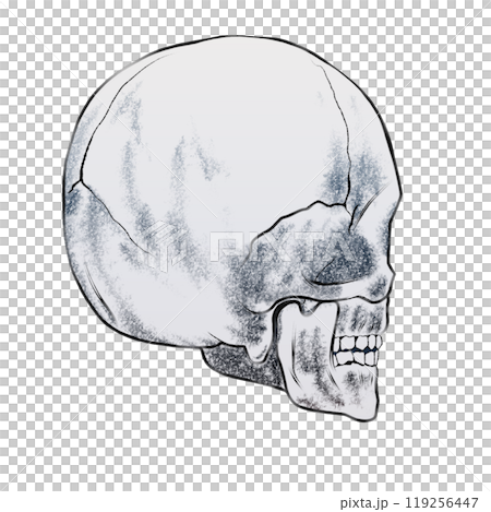 歩和(AYUWA) | 「骸骨」 #骸骨 #skull #骸骨イラスト #頭蓋骨