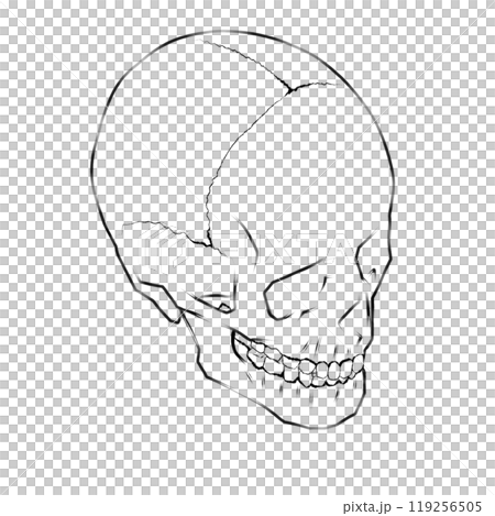 骸骨の線画 119256505