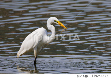 小魚を捕まえたダイサギ 小魚を捕まえたダイサギ 119256577