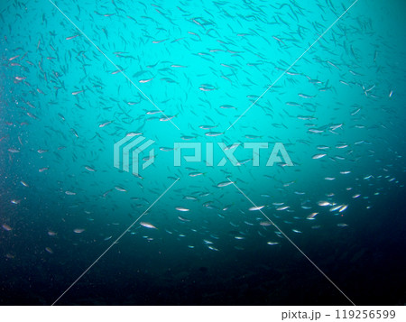 青い海の中の魚の群れ 119256599